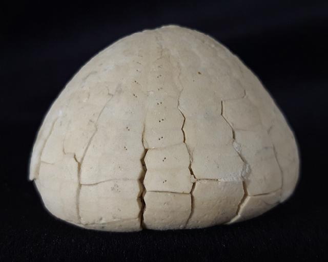 Echinocorys sulcata (GOLDFUSS 1826) - Bild &copy; FossNet FossilienStore